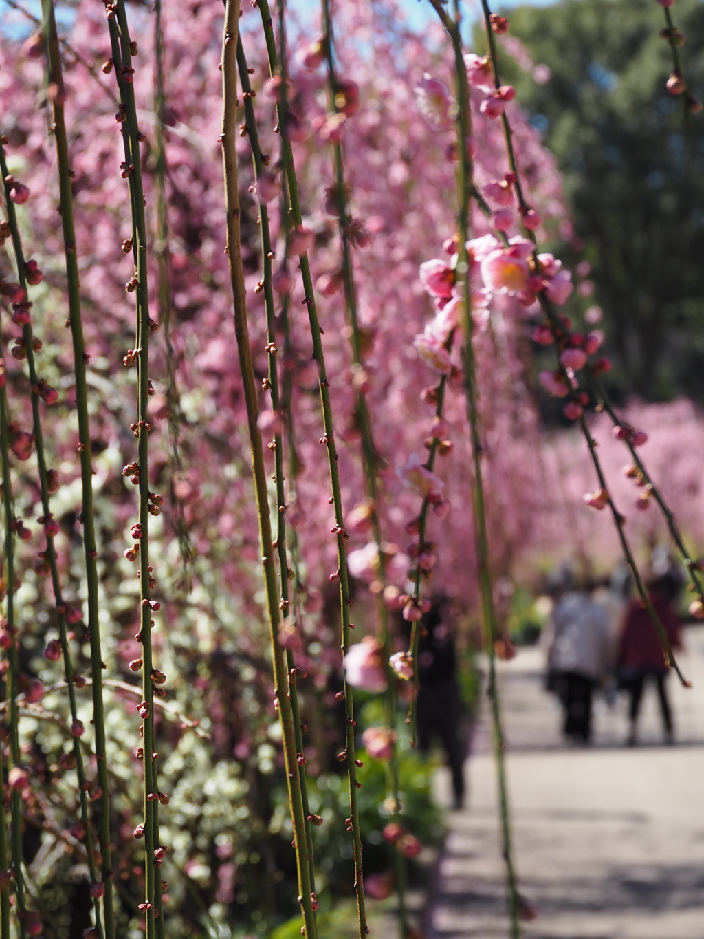 しだれ梅・追加②