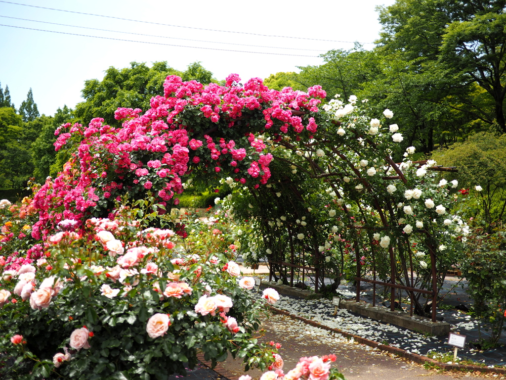 豊田市西山公園２