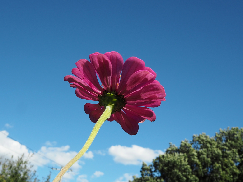 百日草と青い空。