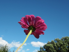 百日草と青い空。