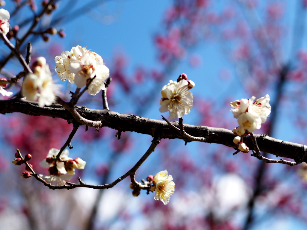 平芝公園ー２