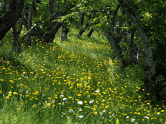 お花のトンネル