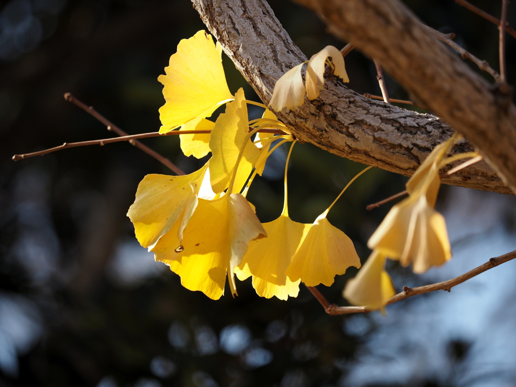 黄色にひかれて