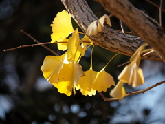 黄色にひかれて