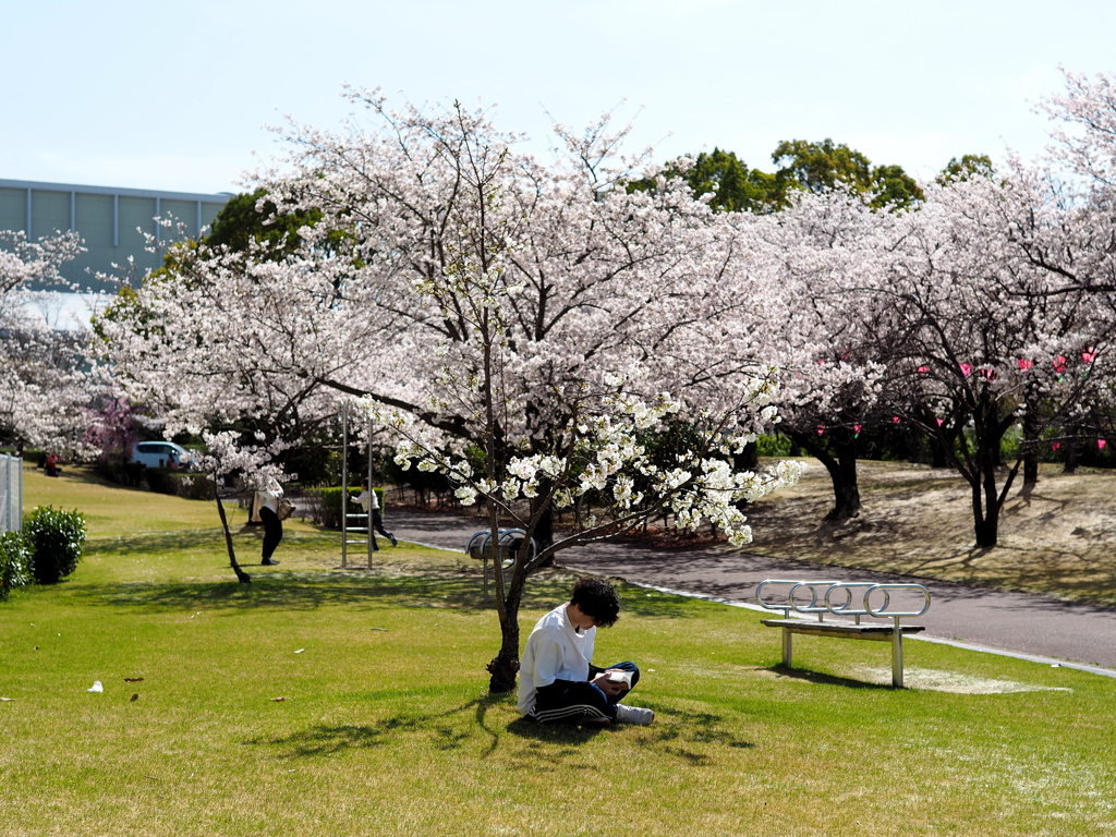 桜の下で読書タイム。