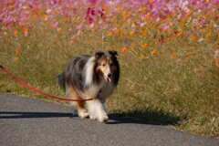 彼岸花の次は１