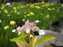 紫陽花