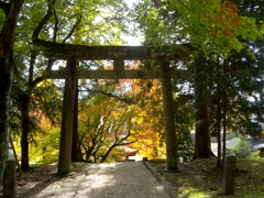 鳥居の向こうは。