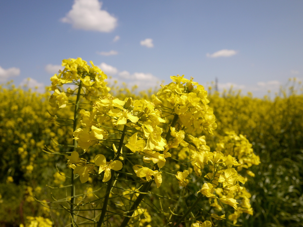 菜の花も最終か？