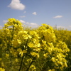 菜の花も最終か？