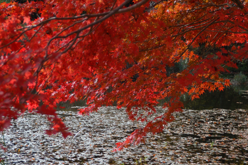 紅葉。