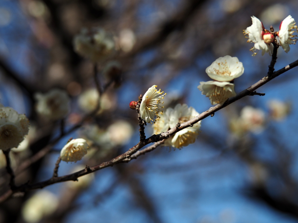 続・平芝公園にて。