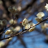続・平芝公園にて。