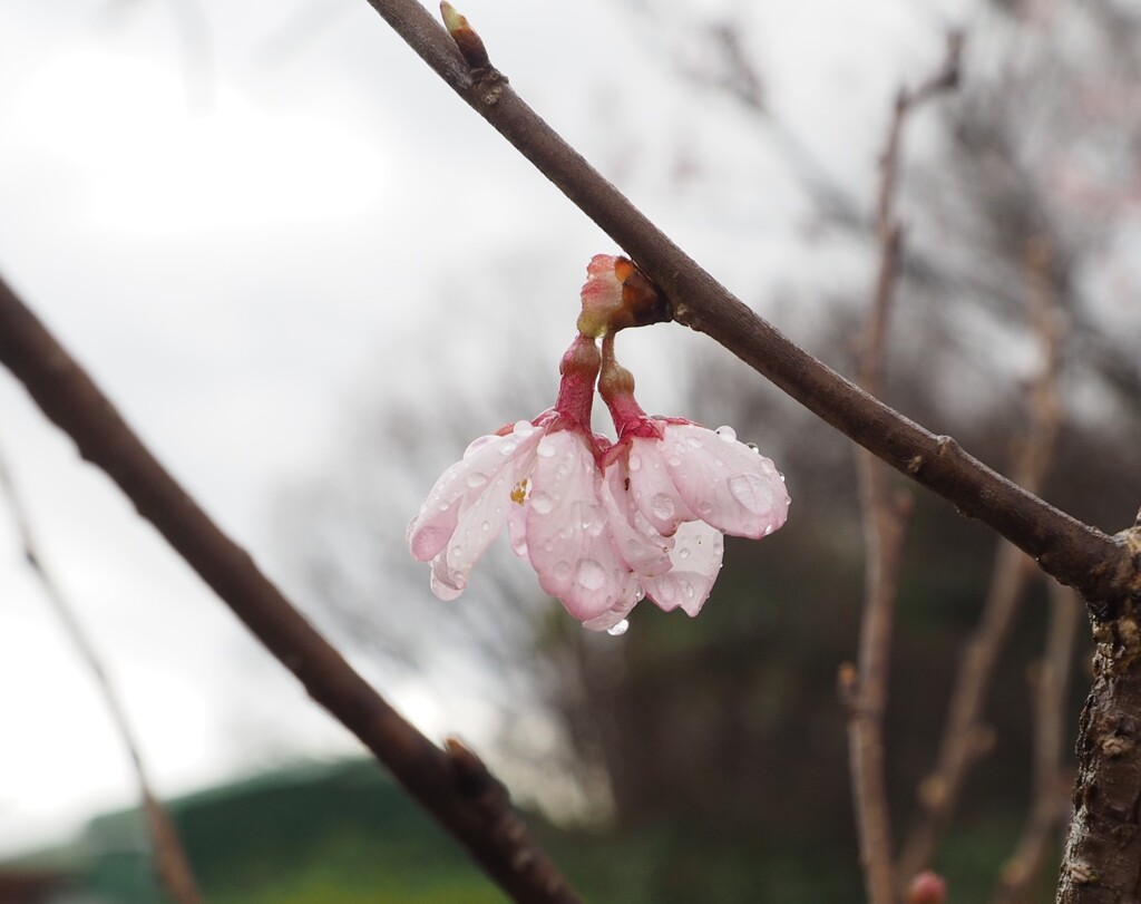 雨あがる