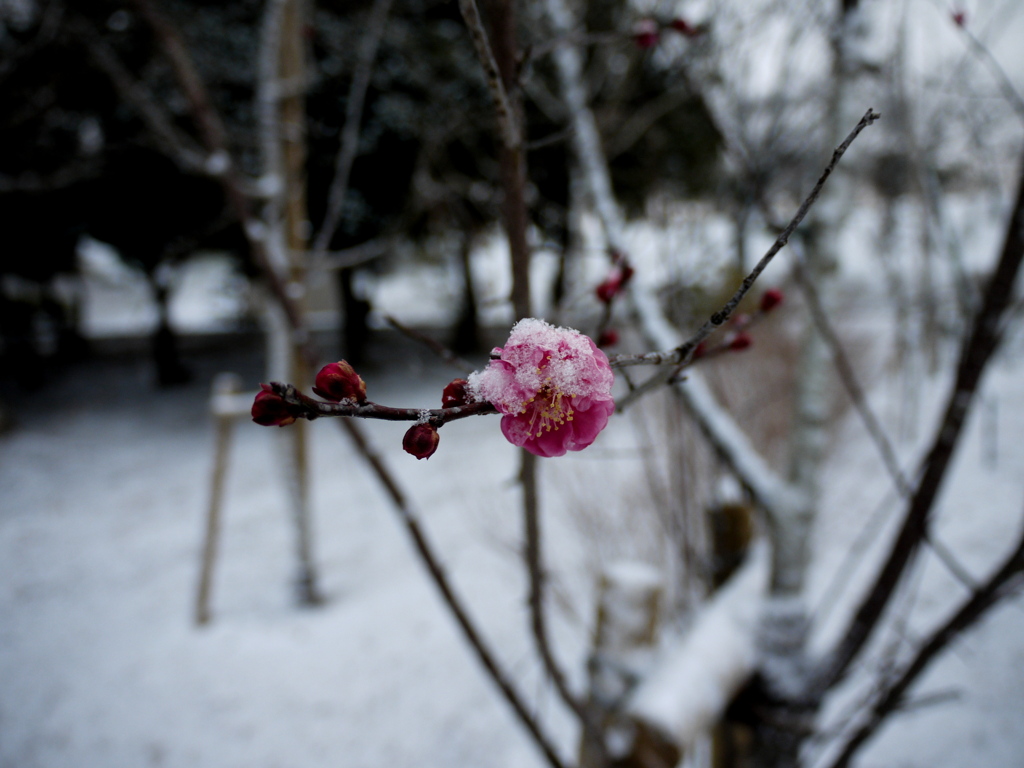 雪の朝。
