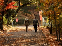 落ち葉の中をお散歩のご夫婦