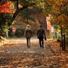 落ち葉の中をお散歩のご夫婦