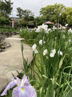 しょうぶ祭り