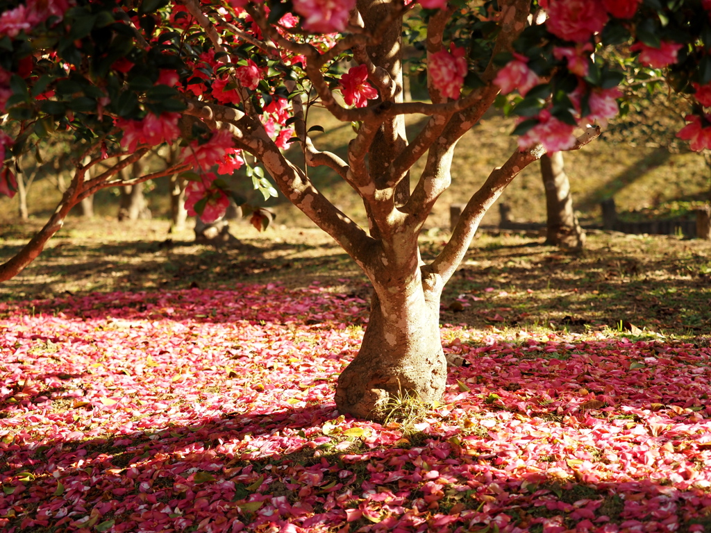 落ち花も奇麗です。