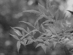 雨の日もまた