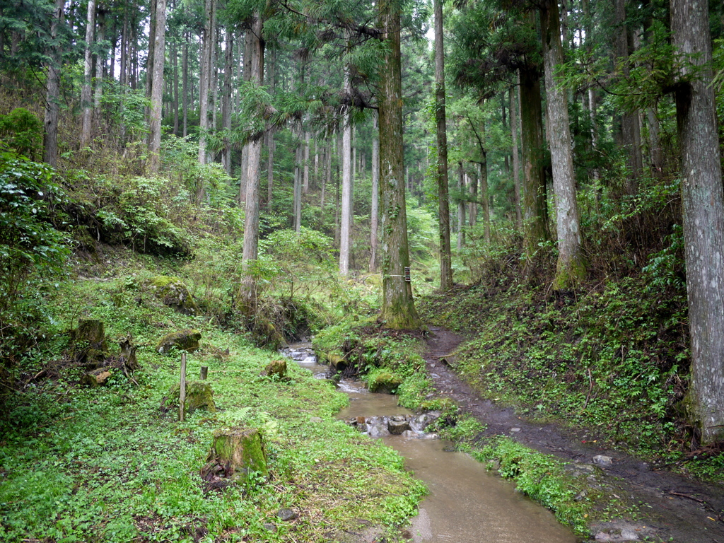 オオキツネノカミソリ群生地へ