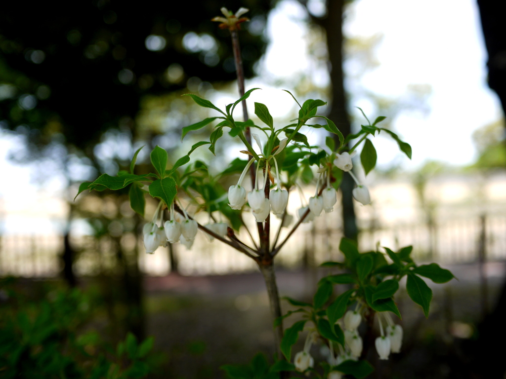 小さな花。