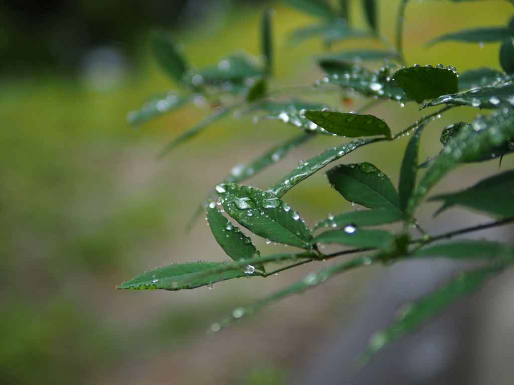 朝の雨