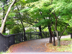 緑の散歩道