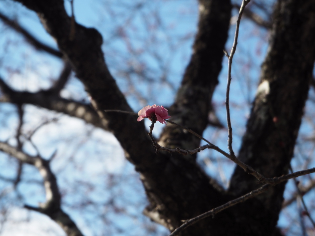 やっと見つけた
