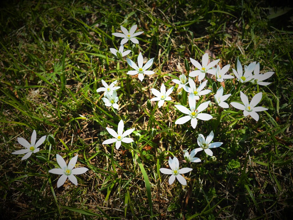 野に咲く花。
