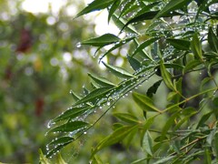 雨の日