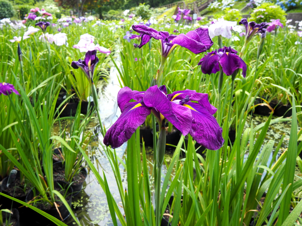 西山公園にて２