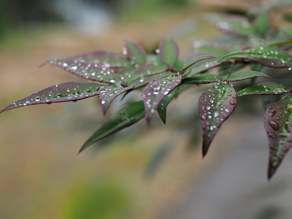 雨の日もまた楽しい２