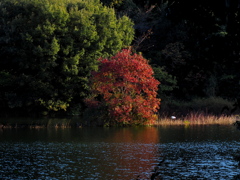 池の中の紅葉