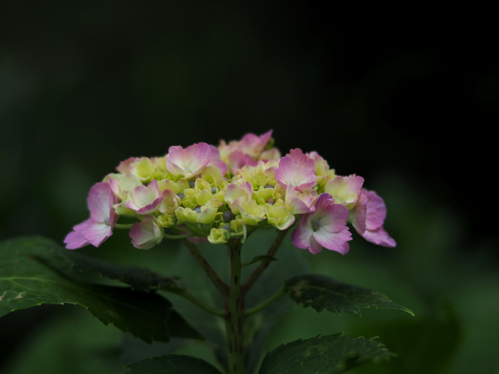 季節の花