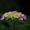 季節の花