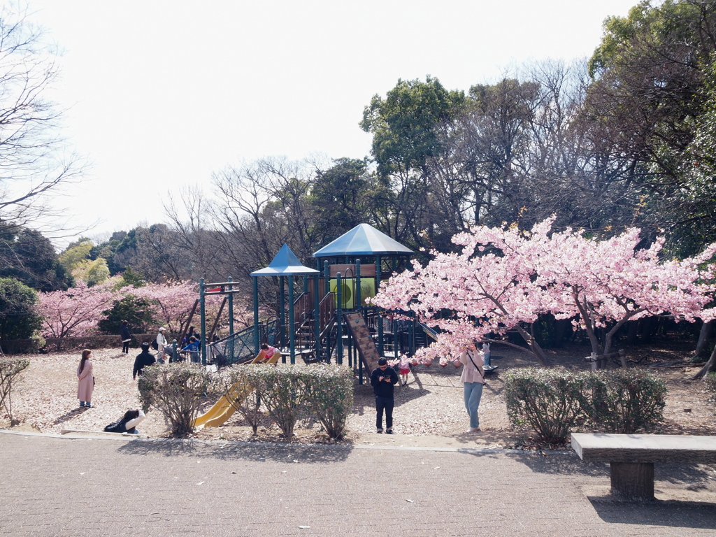 桜と遊ぶ