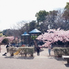 桜と遊ぶ