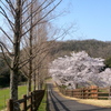 並木道