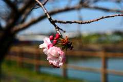 八重桜も終わりました