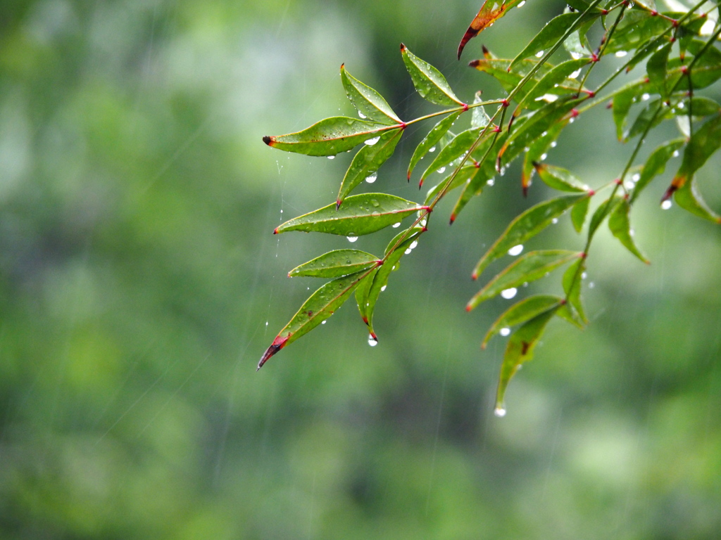 雨の朝でした。