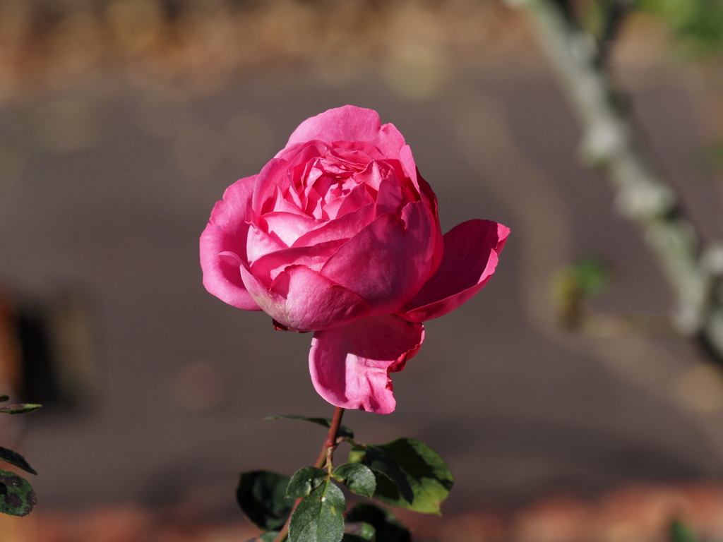 初冬のバラを探しに①