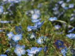 バラの公園にも