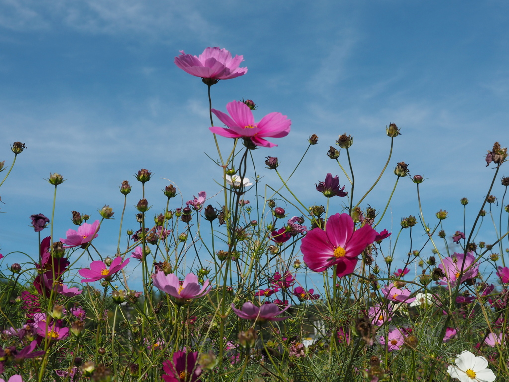近所のコスモス