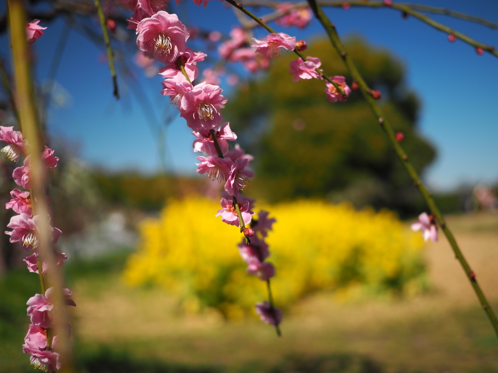 しだれ梅・追加③