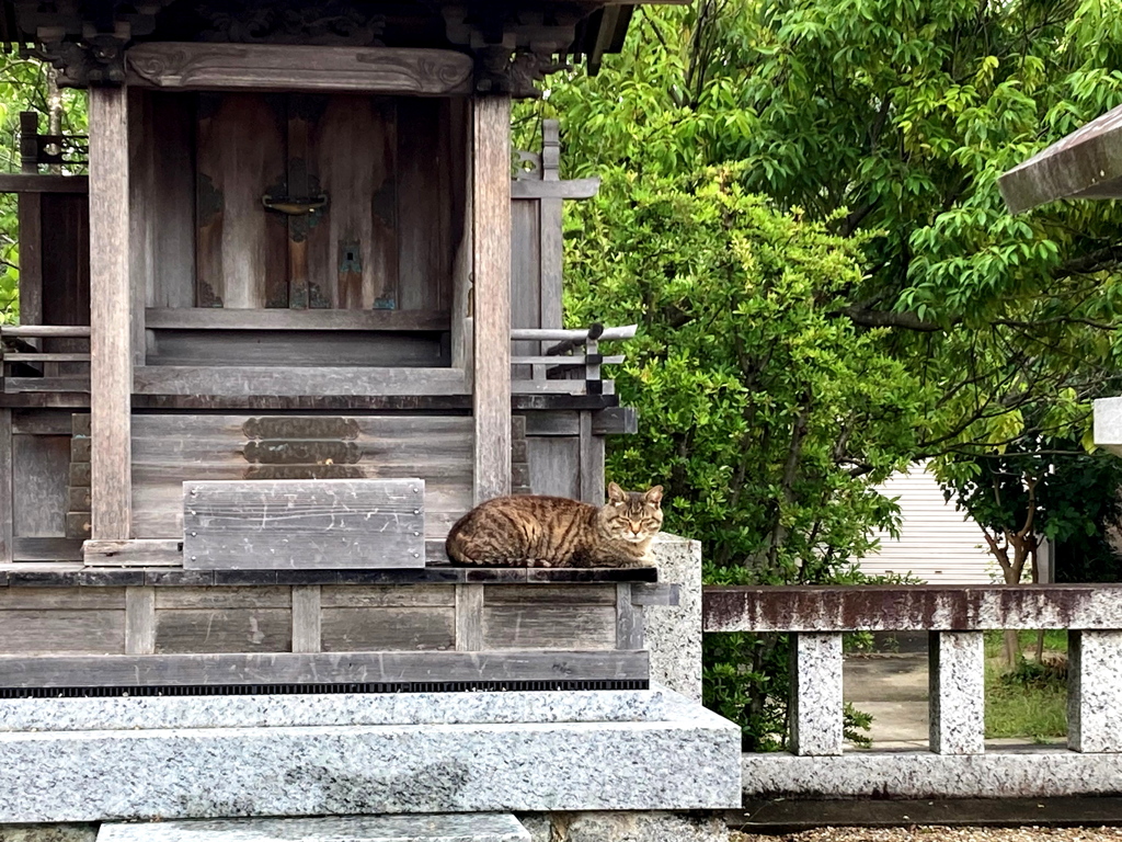 祢宜さんは猫。