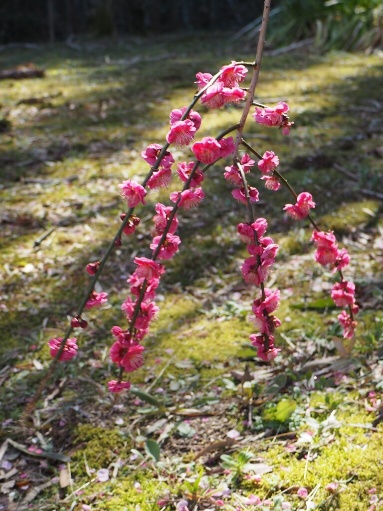 しだれ梅②