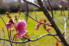 何と言う桜かな。