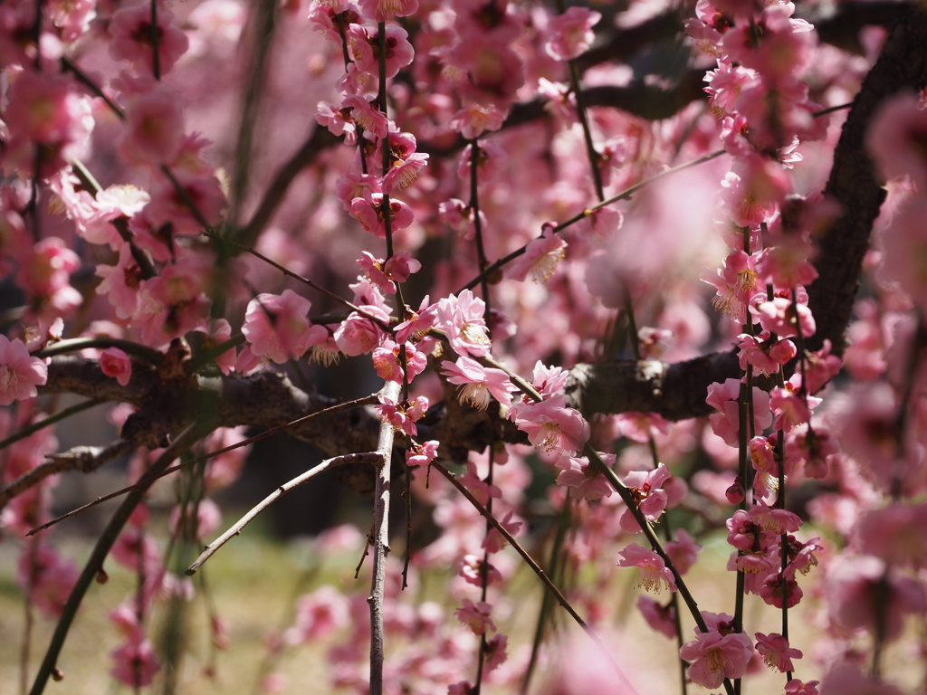 しだれ梅・追加①