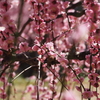 しだれ梅・追加①